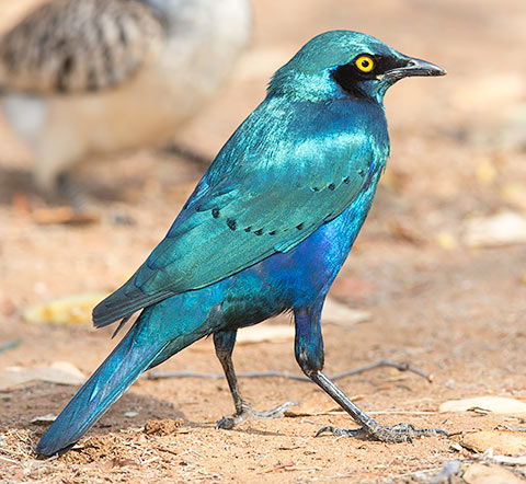 Greater Blue-eared Starling